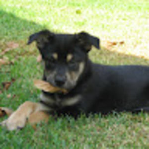 Meet your Posher, Joshua